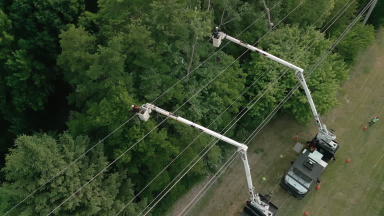 Professional Tree Removal and Landscaping Services in Pacifica, CA